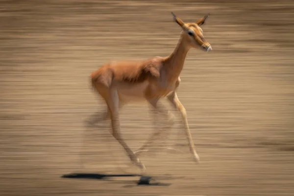 Panela Lenta Fêmea Comum Impala Running — Fotografia de Stock