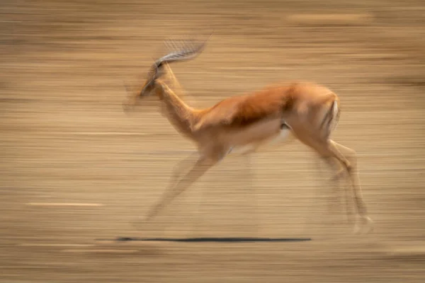 Slow Pan Racing Male Common Impala — Stock Photo, Image