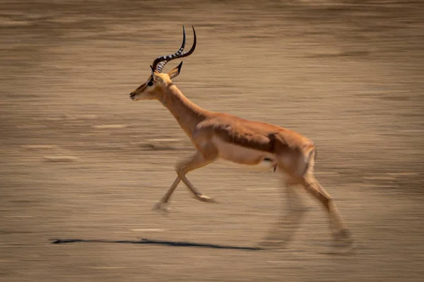 Panela Lenta Corrida Macho Comum Impala — Fotografia de Stock