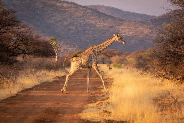 Zuidelijke Giraffe Kruist Onverharde Weg Bij Impala — Stockfoto