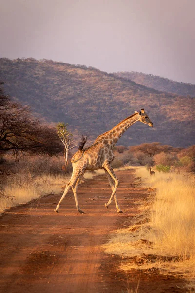 Girafa Sul Galopa Através Pista Terra Reta — Fotografia de Stock