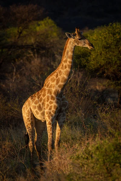 Girafe Méridionale Tient Dans Les Buissons Crépuscule — Photo