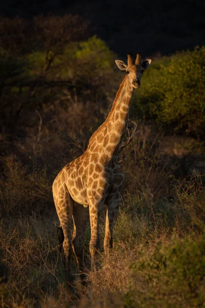 Girafe Sud Tient Dans Les Buissons Caméra Surveillance — Photo