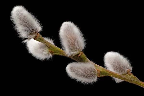 Κλαδί Ιτιάς Λευκά Αφράτα Λουλούδια Μαύρο Φόντο — Φωτογραφία Αρχείου