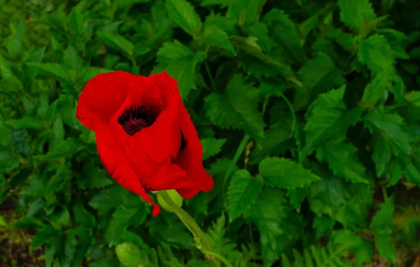 Blooming Poppy Plants Rain Drops Flowers — Stock Photo, Image