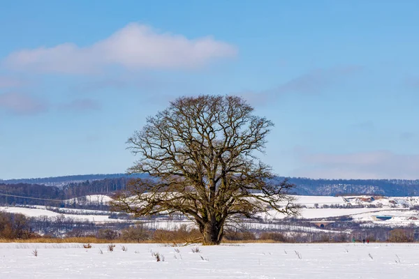 Bela Paisagem Com Árvores Cobertas Neve — Fotografia de Stock