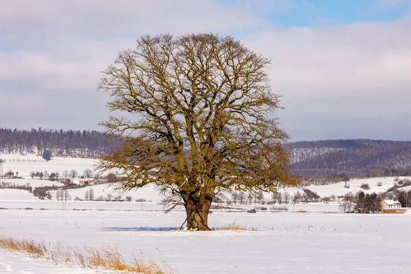 Beau Paysage Hivernal Avec Des Arbres Enneigés — Photo