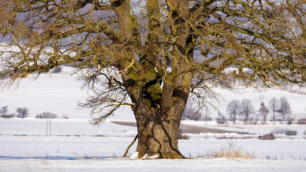 Paysage Hivernal Avec Arbres Enneigés — Photo