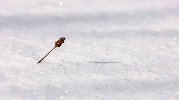 Schneebedecktes Gras Winter — Stockfoto