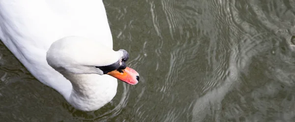 Belo Cisne Branco Lago — Fotografia de Stock