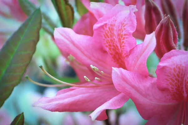 Macro Backgroud Από Ροζ Άνθη Αζαλέας Στον Κήπο — Φωτογραφία Αρχείου