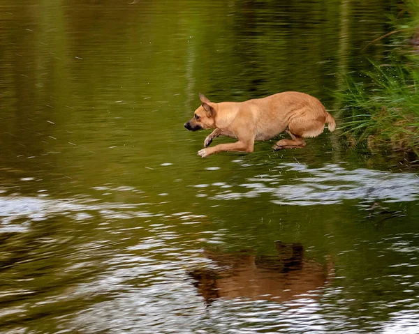 Brown Dog Jumping Water River — Stock Photo, Image