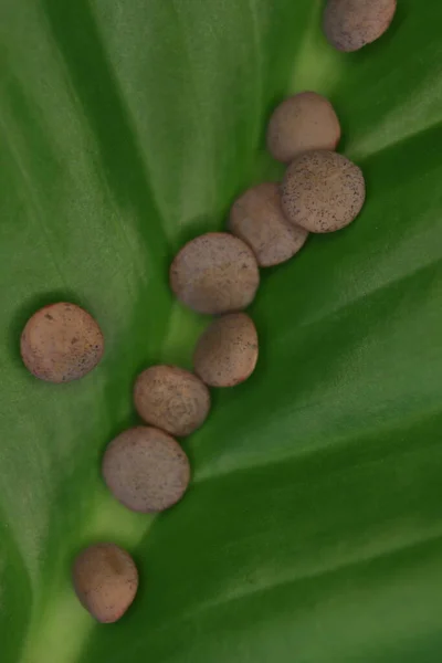 Natural Lentils Healthy Macro Food Look Beautiful Stones — Stock Photo, Image