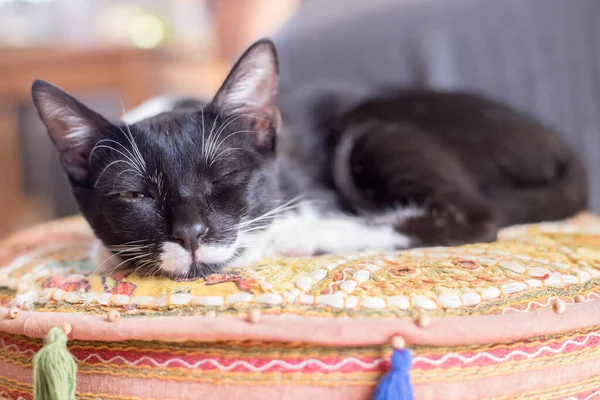 Noir Blanc Bébé Chat Est Couché Profiter Maison — Photo