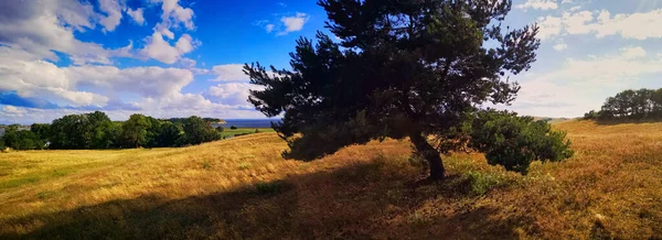 Wunderschöne Landschaft Mit Einem Baum Und Blauem Himmel — Stockfoto