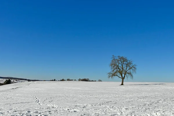 Vieux Poirier Sur Une Prairie Enneigée — Photo