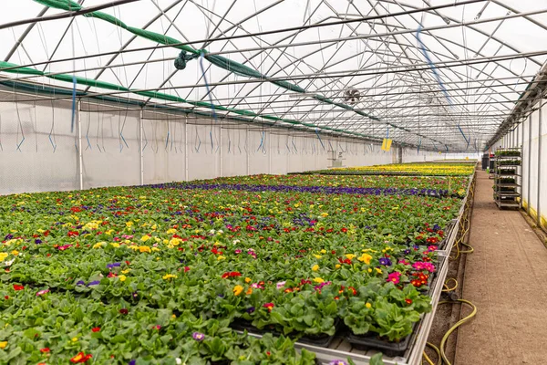 Muitos Potes Flores Prímulas Floresceram Primavera Para Venda Casa — Fotografia de Stock