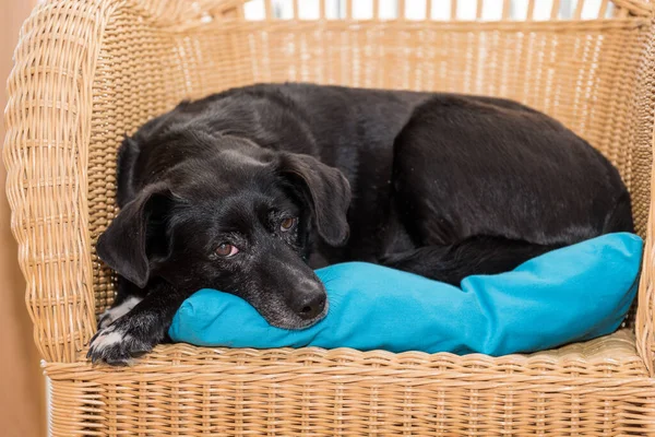Dog relaxes on rattan furniture - black labrador hybrid