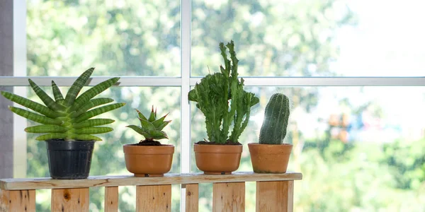 Sorter Kaktus Små Krukor Ordna Prydligt För Att Solljus Vid — Stockfoto