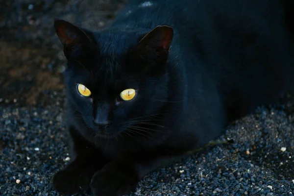 Черный Кот Ярко Желтыми Глазами Лежит Черных Маленьких Лавовых Камнях — стоковое фото
