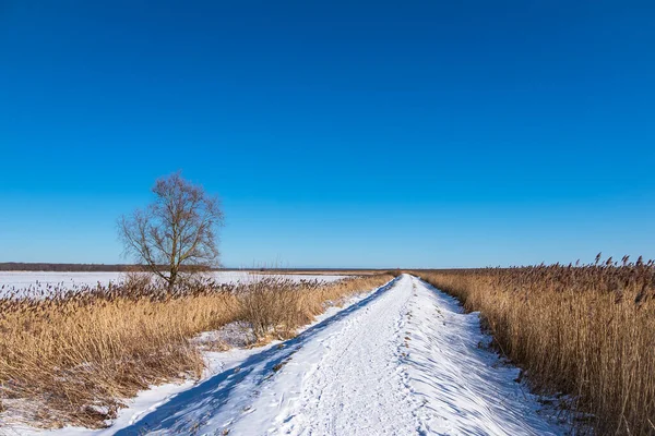 Reeds Bodden Coast Althagen Germany — Stock Photo, Image