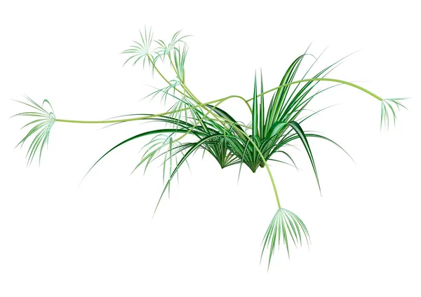 Vykreslení Zelené Rostliny Chlorofytu Izolované Bílém Pozadí — Stock fotografie