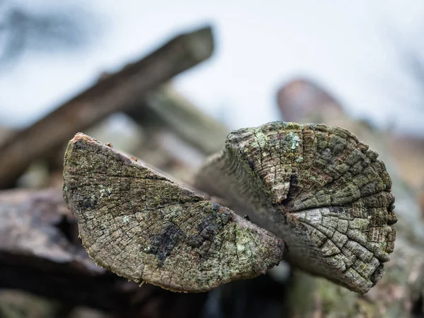 Struttura Tronchi Legno Tagliato Con Effetto Sfocato — Foto Stock