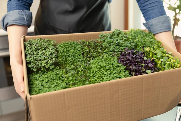 Organic Raw Microgreens Woman Holding Cardboard Box Healthy Superfood Sprouts — Stock Photo, Image