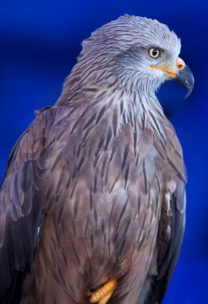 Rode Vlieger Milvus Milvus Een Middelgrote Roofvogel Uit Familie Accipitridae — Stockfoto