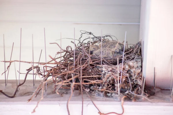 Viele Getrocknete Pflanzen Nest — Stockfoto