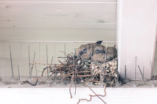 Genç Güvercin Kuşlar Kuş Yuvasında Oturuyorlar — Stok fotoğraf