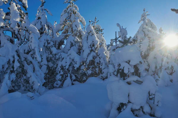 Paisagem Inverno Com Neve Fresca Coberto Floresta Montanhas Nascer Sol — Fotografia de Stock