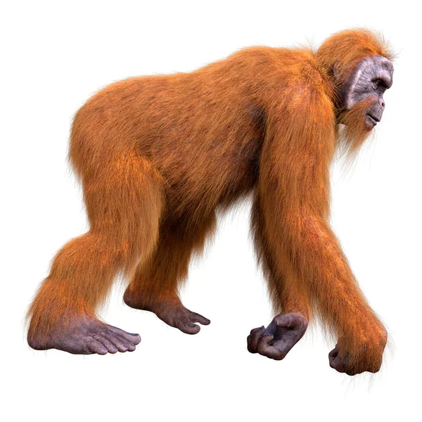 Zblízka Roztomilý Orangutan — Stock fotografie