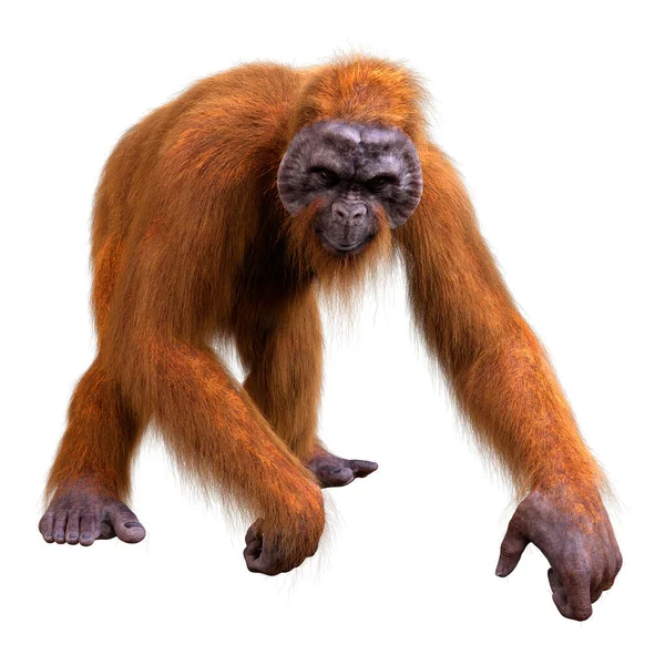 Orangutang Isolerad Vit Bakgrund — Stockfoto