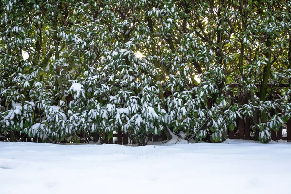 冬の裏庭で雪に覆われた芝生とヘッジ コピースペースがカラフルで明るい光で美しい居心地の良い自然景観の背景 — ストック写真