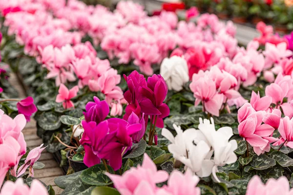 Gros Plan Fleurs Cyclamen Blanc Rose Panachées Colorées Avec Leurs — Photo