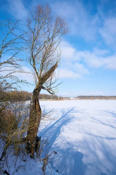 Зимовий Пейзаж Снігом Деревами — стокове фото