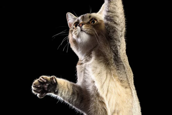 Porträtt Grå Kattunge Skotsk Rak Chinchilla Svart Bakgrund Katten Höjde — Stockfoto