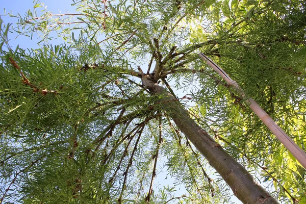 Looking Branches Peashrub Caragana — Stock Photo, Image