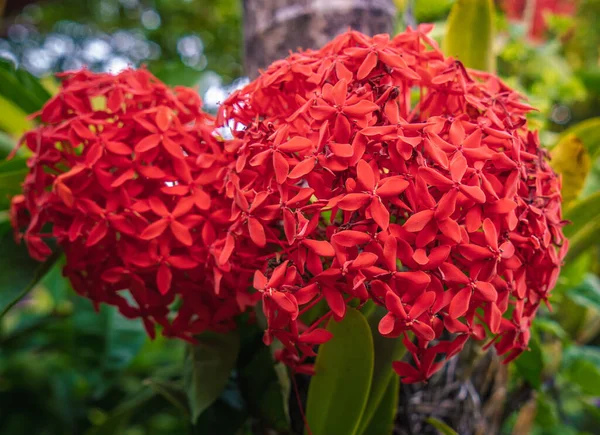 Mooie Rode Rozen Tuin — Stockfoto