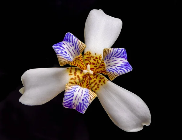 Bela Flor Orquídea Fundo Preto — Fotografia de Stock