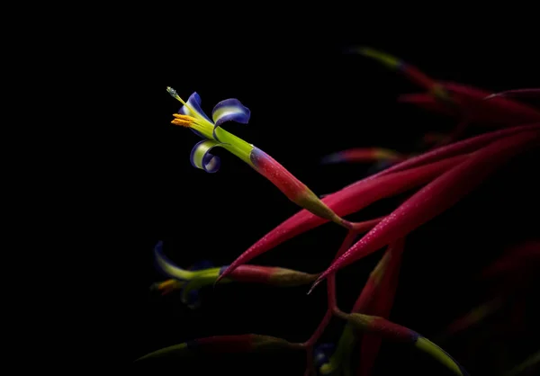 Красивые Цветы Флора Природа — стоковое фото