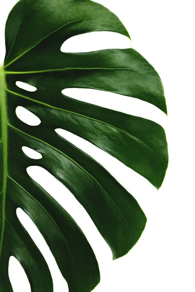 Зеленые Листья Монстры Белом Фоне — стоковое фото