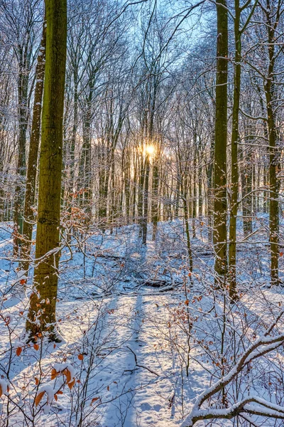 Paisagem Inverno Com Neve Árvores — Fotografia de Stock