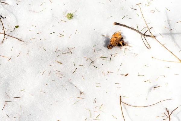Pokryta Śniegiem Biała Podłoga Leśna Igłami Sosnowymi Orzechami Bukowymi Jako — Zdjęcie stockowe