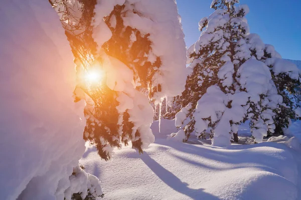 Зимний Пейзаж Свежим Заснеженным Лесом Горами Восходе Солнца — стоковое фото