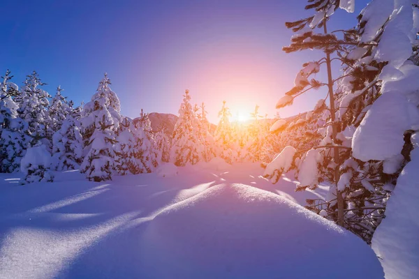 Paisagem Inverno Com Neve Fresca Coberto Floresta Montanhas Nascer Sol — Fotografia de Stock