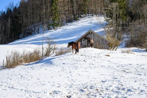 Horses Winter Snow — Stock Photo, Image