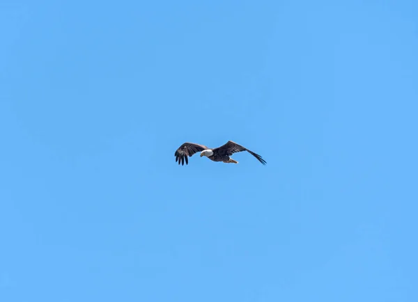 Águia Careca Voo Sobre Refúgio Vida Selvagem Blackwater Maryland — Fotografia de Stock