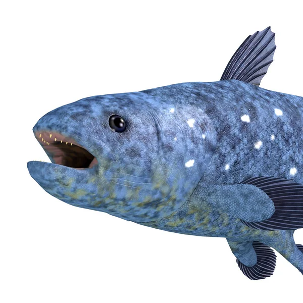 Coelacanth Fish Thought Extinct Has Found Still Viable Creature Living — Stock Photo, Image